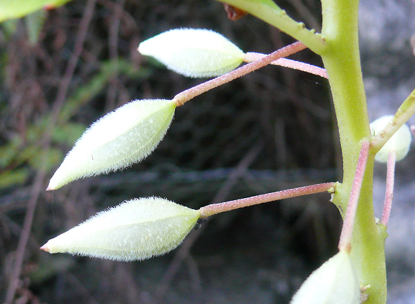 Touch-Me-Not Seed Pods on the plant