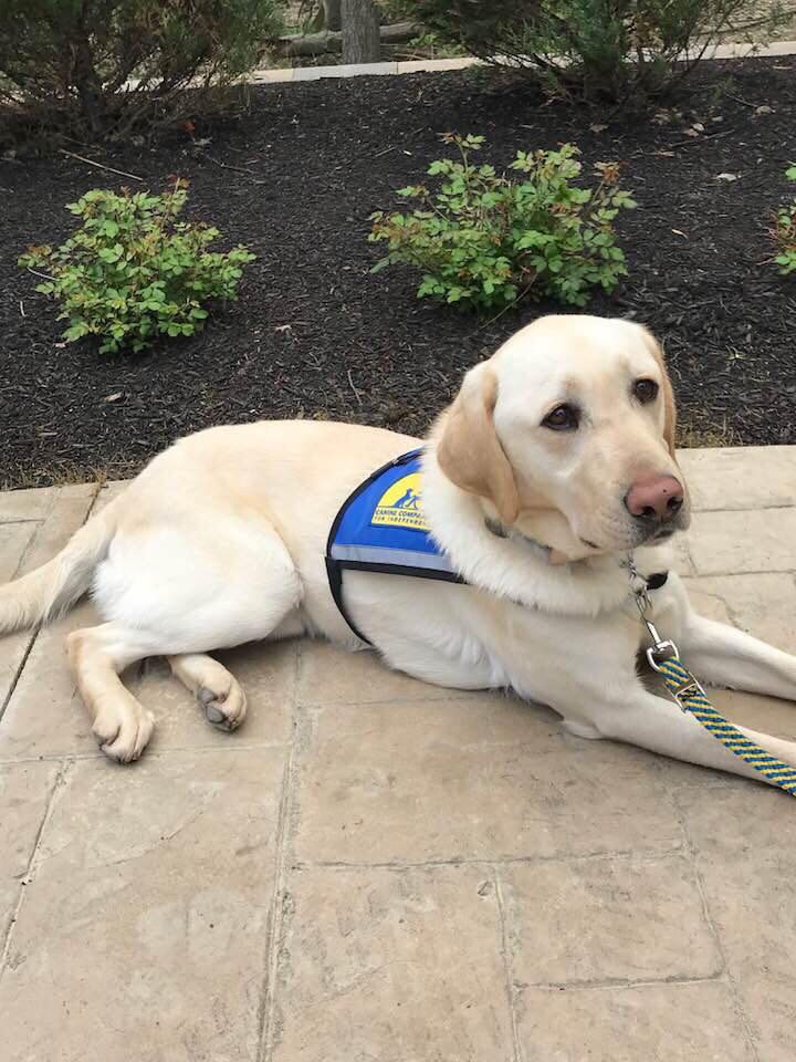 Adler in a service dog vest laying down