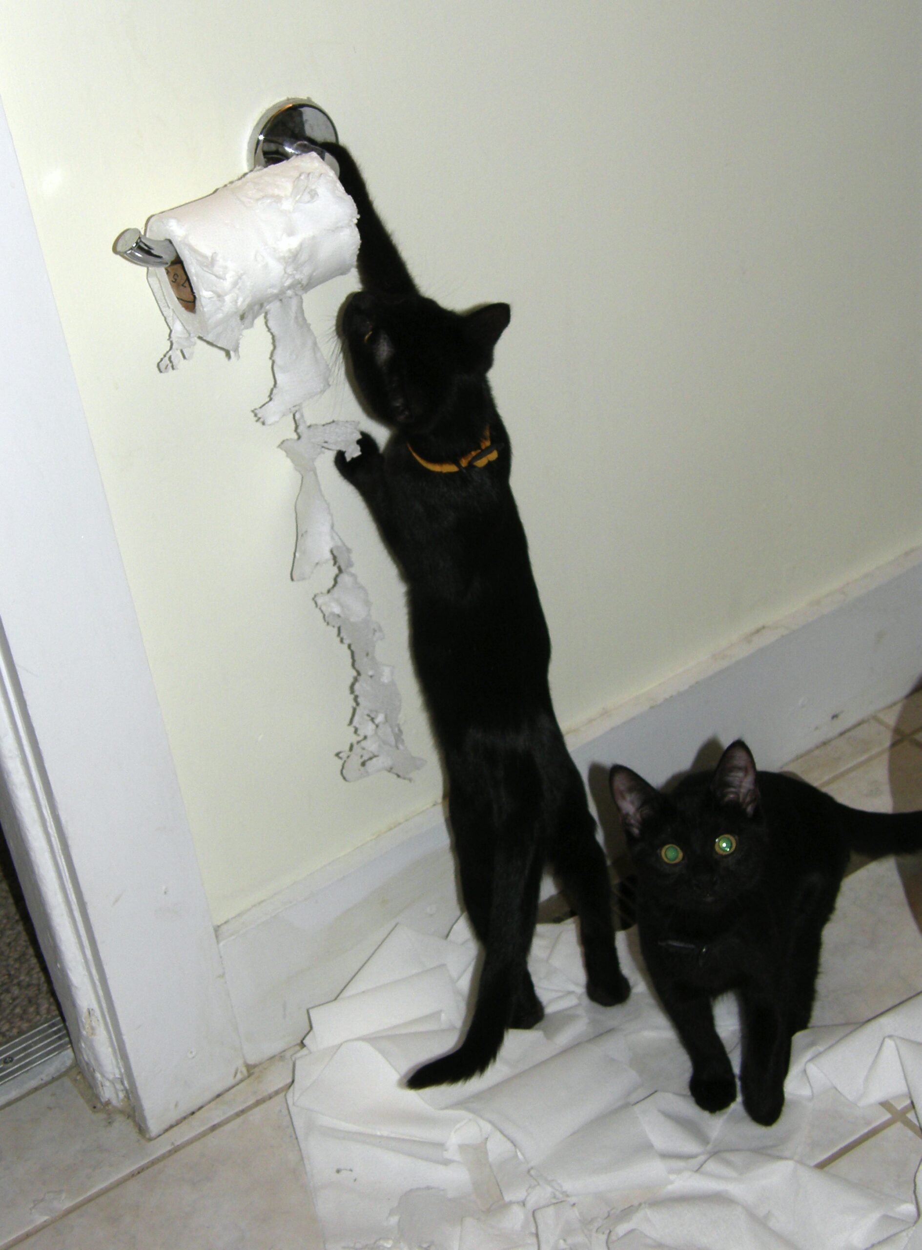 cat standing up tearing toliet paper on with other cat standing on a pile of paper on the floor