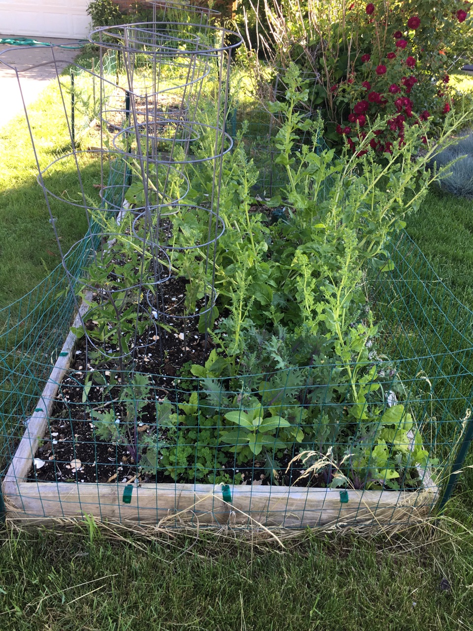a 6 inch tall raised bed with 5-6 tomato plants in cages and some weedy looking chard and small kale seedlings surrounded by a chicken wire fence. Some hedge roses are in the background