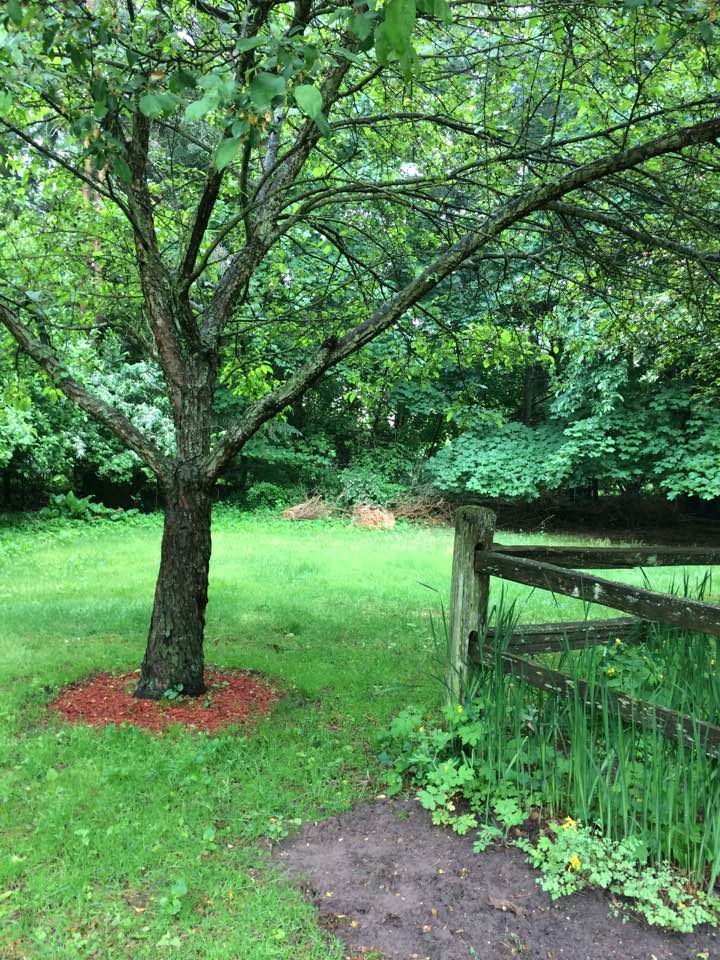 view of a mulched tree. wooden fence, small garden plot